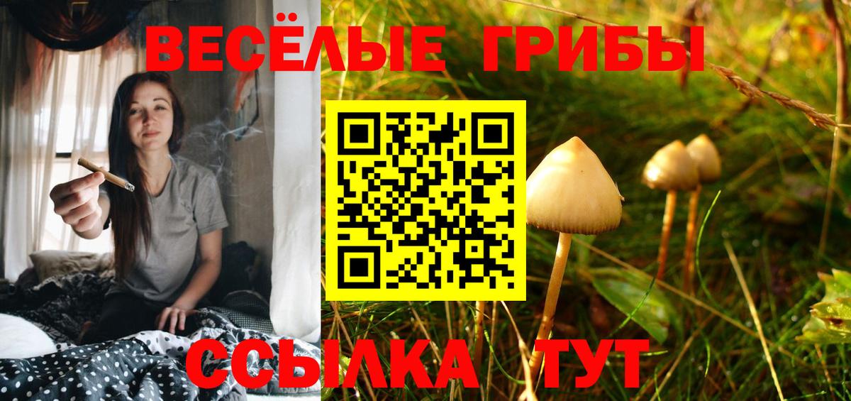 Псилоцибиновые грибы мицелий Новочеркасск